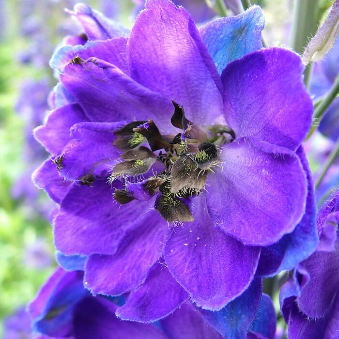 Фото Дельфиниум Экскалибур Дарк Блю Блек Би (Excalibur Dark Blue Black Bee)
