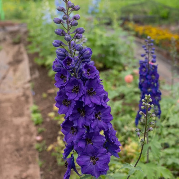 Фото Дельфиниум Экскалибур Дарк Блю Блек Би (Excalibur Dark Blue Black Bee), №1