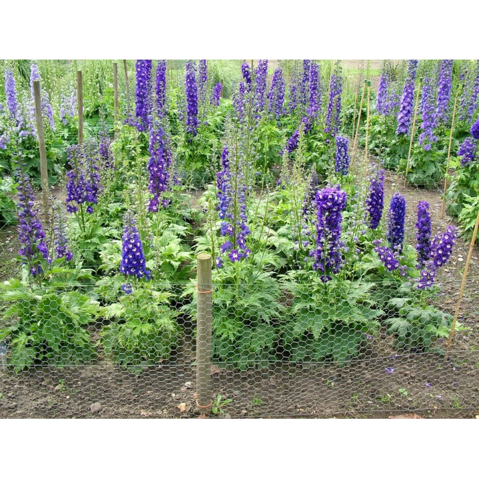 Фото Дельфініум Екскалібур Дарк Блю Вайт Бі (Excalibur Dark Blue White Bee), №2