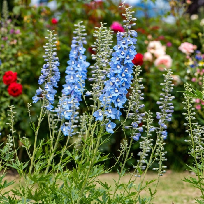 Фото Дельфініум Екскалібур Лайт Блю Вайт Бі (Excalibur Light Blue White Bee), №2