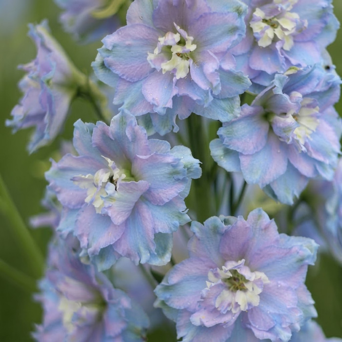 Фото Дельфініум Екскалібур Лайт Блю Вайт Бі (Excalibur Light Blue White Bee), №1