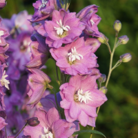 Дельфініум Екскалібур Лілак Роуз Вайт Бі (Excalibur Lilac Rose White Bee)