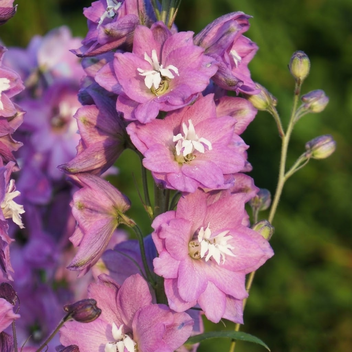 Фото Дельфініум Екскалібур Лілак Роуз Вайт Бі (Excalibur Lilac Rose White Bee)
