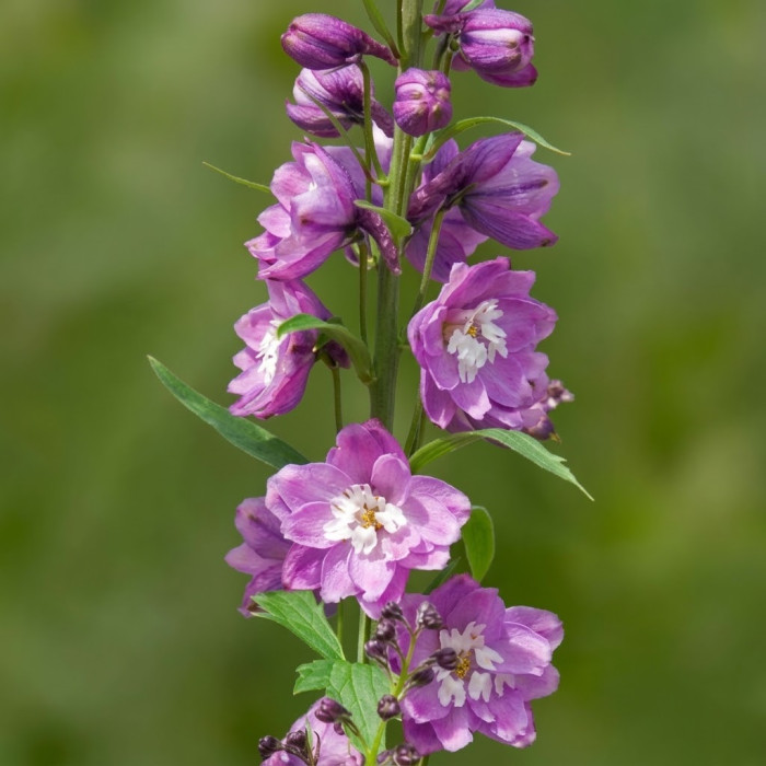 Фото Дельфініум Екскалібур Лілак Роуз Вайт Бі (Excalibur Lilac Rose White Bee), №1
