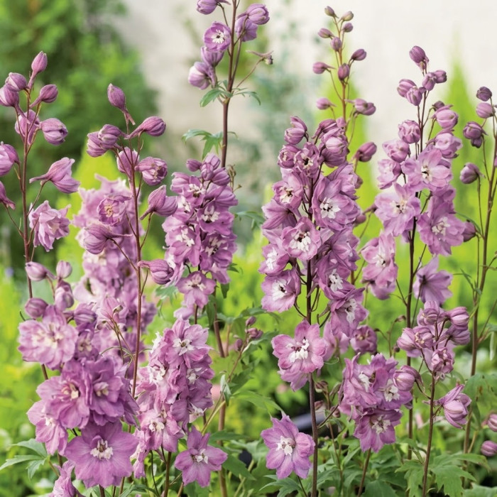 Фото Дельфініум Екскалібур Лілак Роуз Вайт Бі (Excalibur Lilac Rose White Bee), №2