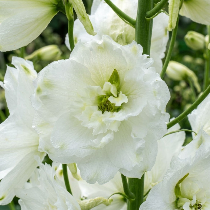 Фото Дельфиниум Экскалибур Пьюр Вайт (Excalibur Pure White)