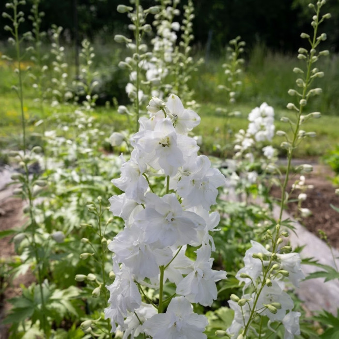 Фото Дельфиниум Экскалибур Пьюр Вайт (Excalibur Pure White), №1