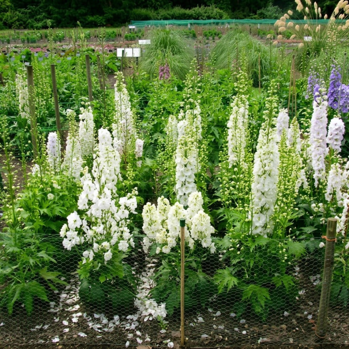 Фото Дельфиниум Экскалибур Пьюр Вайт (Excalibur Pure White), №2