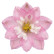 Дельфініум Меджик Фаунтс Черрі Блоссом Вайт Бі (Magic Fountains Cherry Blossom White Bee)