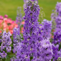 Дельфініум Меджик Фаунтс Лавандер Вайт Бі (Magic Fountains Lavender with White Bee)