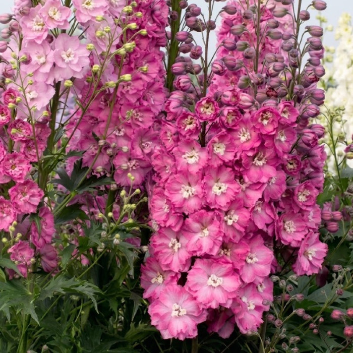 Фото Дельфініум Меджик Фаунтс Лілак Пінк Вайт Бі (Magic Fountains Lilac Pink with White Bee), №2