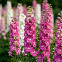 Дельфініум Меджик Фаунтс Лілак Пінк Вайт Бі (Magic Fountains Lilac Pink with White Bee)