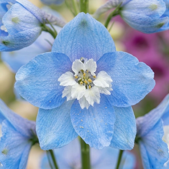 Фото Дельфініум Меджик Фаунтс Скай Блю Вайт Бі (Magic Fountains Sky Blue with White Bee), №1