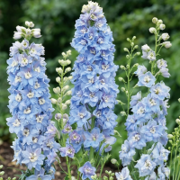Дельфініум Меджик Фаунтс Скай Блю Вайт Бі (Magic Fountains Sky Blue with White Bee)