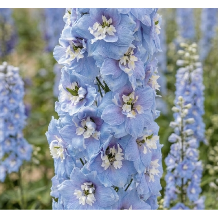 Фото Дельфініум Меджик Фаунтс Скай Блю Вайт Бі (Magic Fountains Sky Blue with White Bee), №2