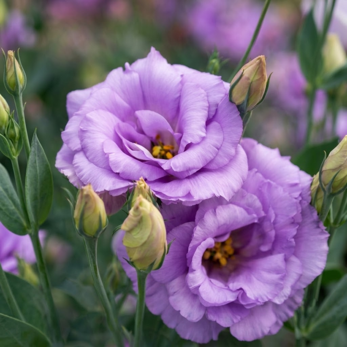 Фото Эустома Мариачи Лавандер (Mariachi F1 Lavander)