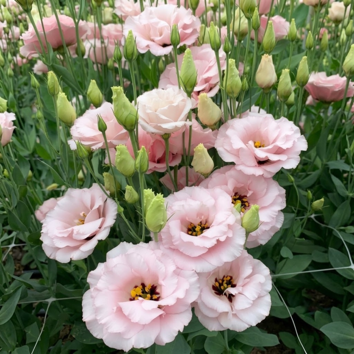 Фото Эустома Мариачи F1 Мисти Пинк (Mariachi F1 Misty Pink), №1