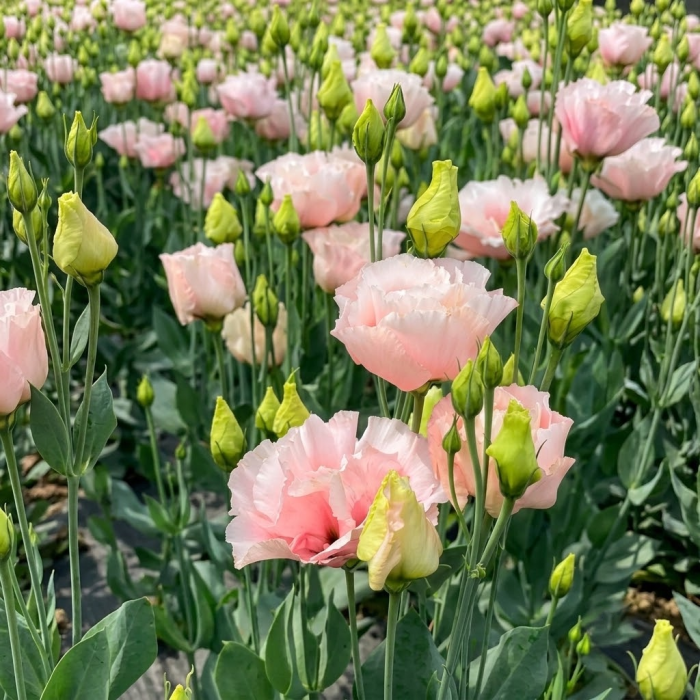 Фото Эустома Мариачи F1 Мисти Пинк (Mariachi F1 Misty Pink)