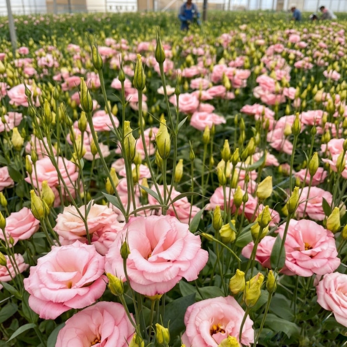 Фото Эустома Мариачи F1 Пинк (Mariachi F1 Pink)