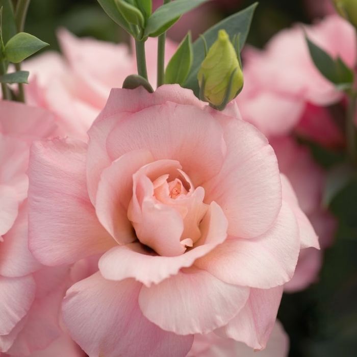 Фото Эустома Мариачи F1 Пинк (Mariachi F1 Pink), №1