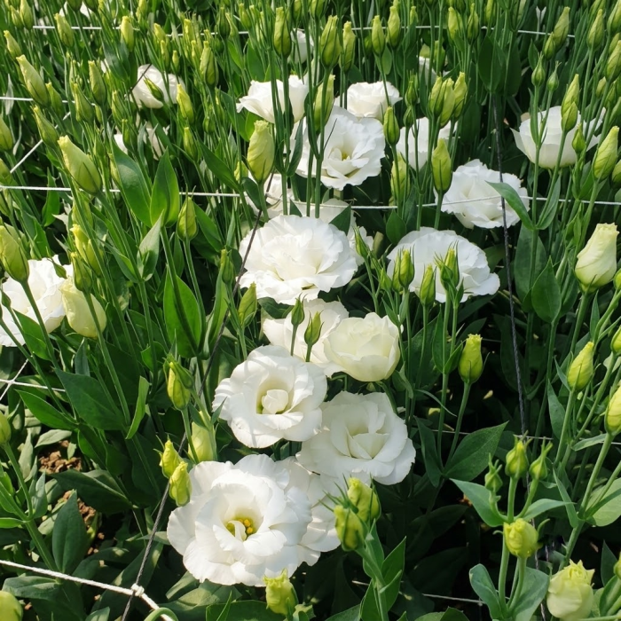 Фото Эустома Мариачи F1 Вайт (Mariachi F1 White) 
