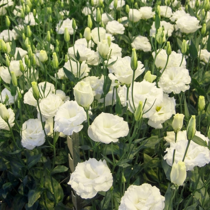 Фото Эустома Мариачи F1 Вайт (Mariachi F1 White) , №1