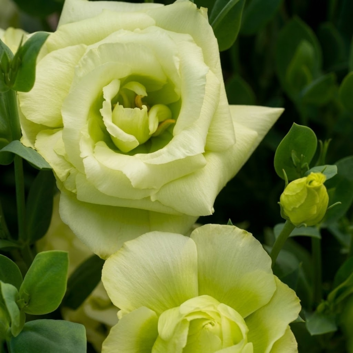 Фото Эустома Мариачи F1 Лайм Грин (Mariachi F1 Lime Green)