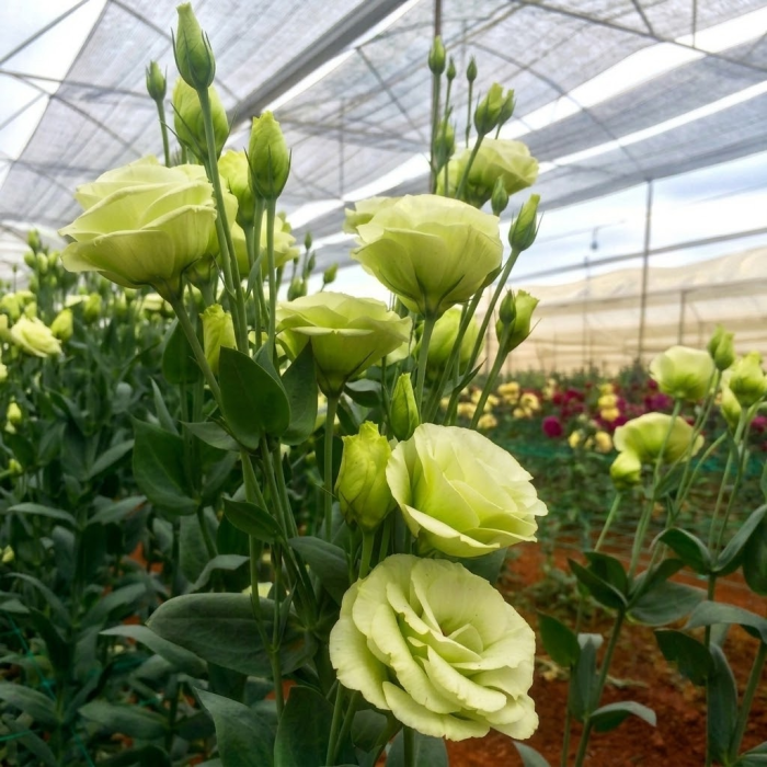 Фото Эустома Мариачи F1 Лайм Грин (Mariachi F1 Lime Green), №1