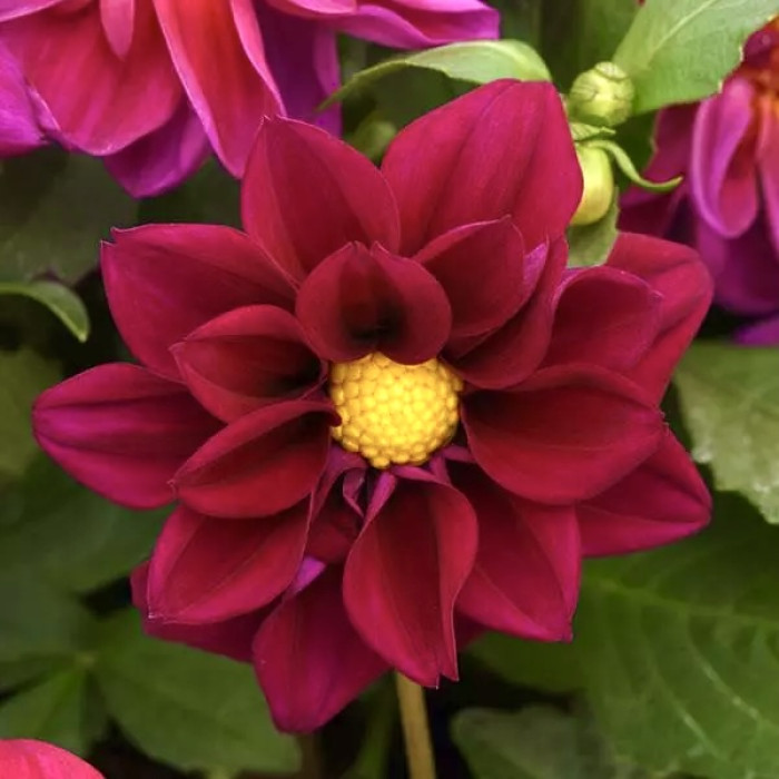 Фото Жоржина Фігаро F1 Вайлет Шейдс (Figaro F1 Violet Shades)