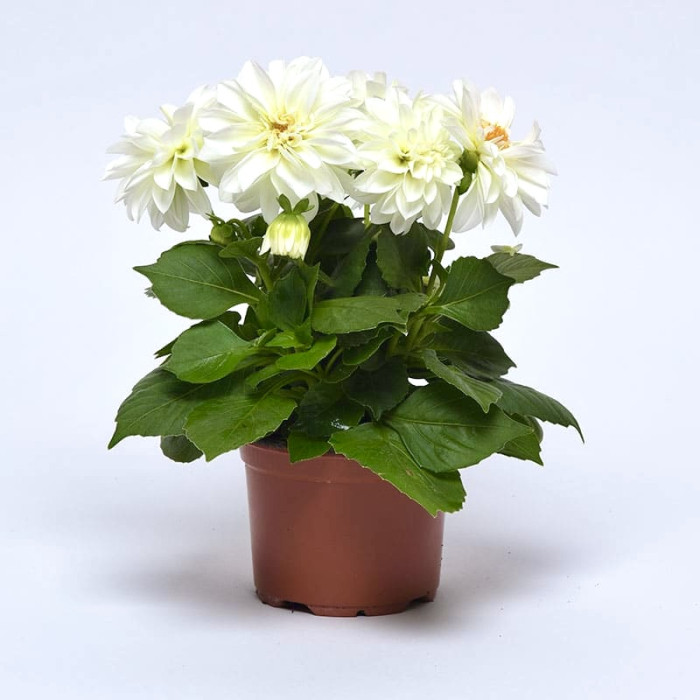 Фото Георгина Фигаро F1 Вайт (Figaro F1 White), №1