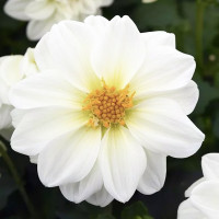 Жоржина Фігаро F1 Вайт (Figaro F1 White)