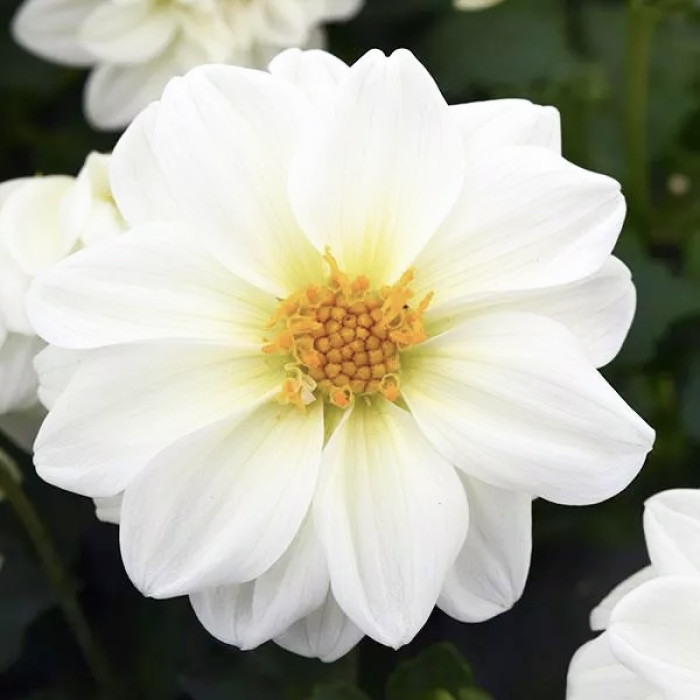 Фото Георгина Фигаро F1 Вайт (Figaro F1 White)