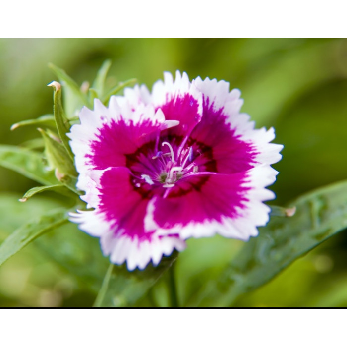 Фото Гвоздика Флорал Лейс F1 Вайлет Пікоте (Floral Lace F1 Violet Picotee), №1