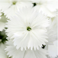 Гвоздика Флорал Лейс F1 Вайт (Floral Lace F1 White)