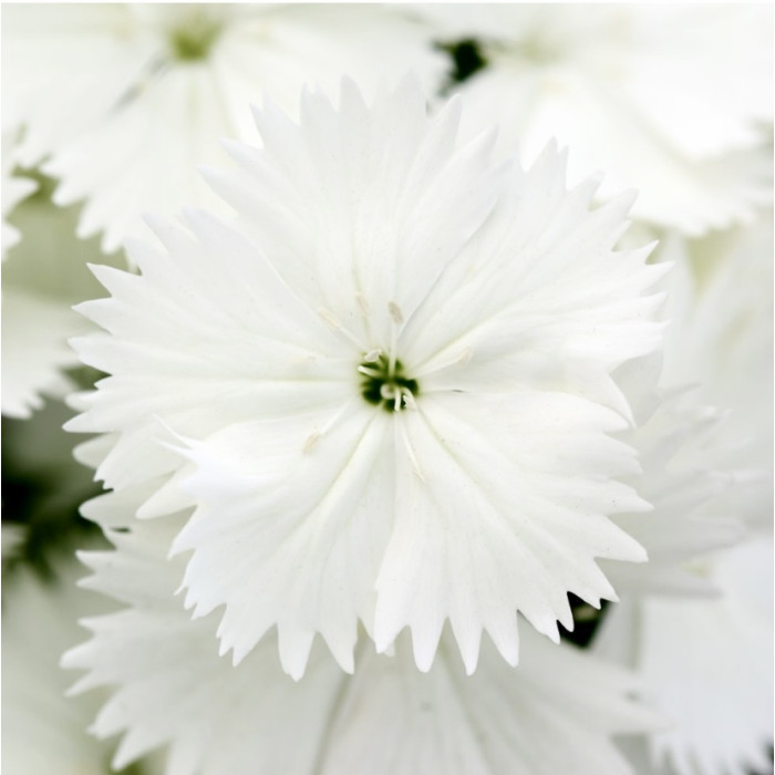 Фото Гвоздика Флорал Лейс F1 Вайт (Floral Lace F1 White)