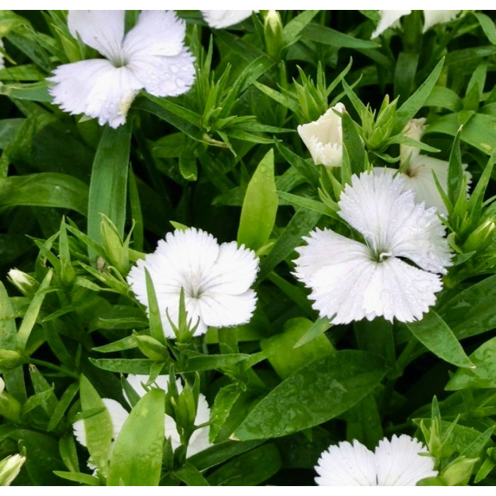 Фото Гвоздика Флорал Лейс F1 Вайт (Floral Lace F1 White), №1