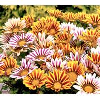 Газания Нью Дей F1 Тайгер Микс (New Day F1 Tiger Mix)