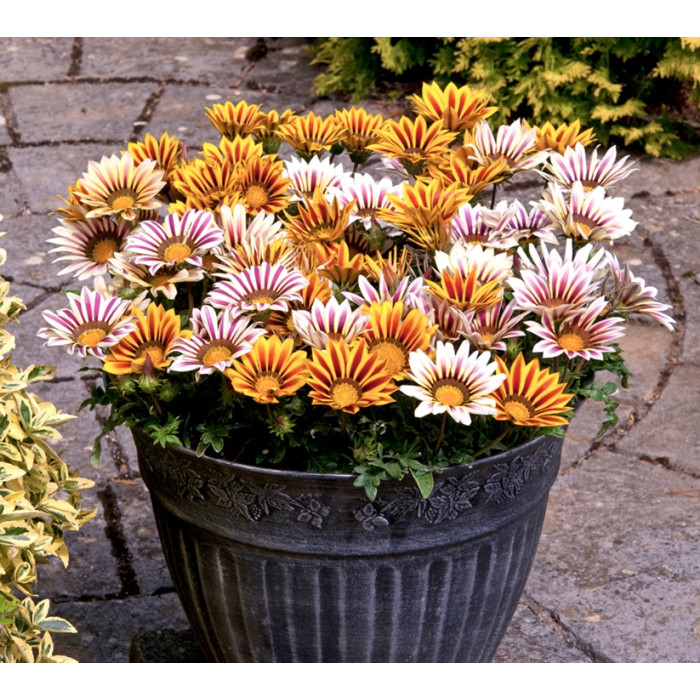 Фото Газания Нью Дей F1 Тайгер Микс (New Day F1 Tiger Mix), №1