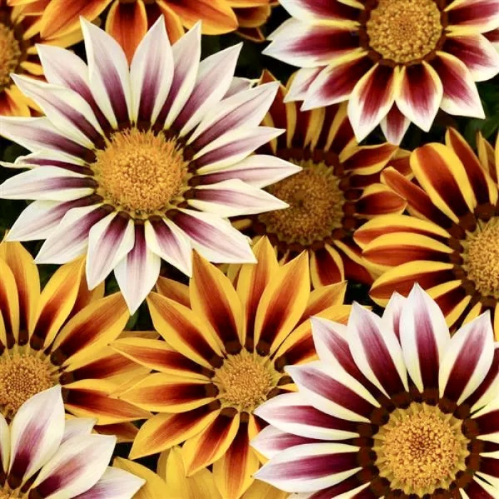 Фото Газания Нью Дей F1 Тайгер Микс (New Day F1 Tiger Mix), №2