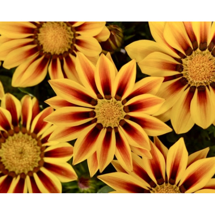 Фото Газанія Нью Дей F1 Ред Страйп (New Day F1 Red Stripe), №1