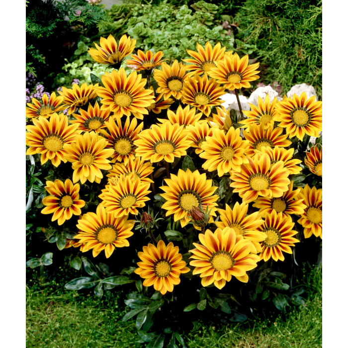 Фото Газанія Нью Дей F1 Ред Страйп (New Day F1 Red Stripe)