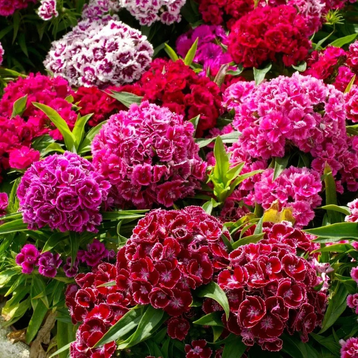 Фото Гвоздика турецька Піноккіо Суміш