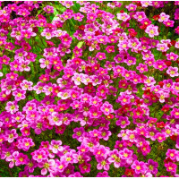 Ломикамінь Пурпурний Килим