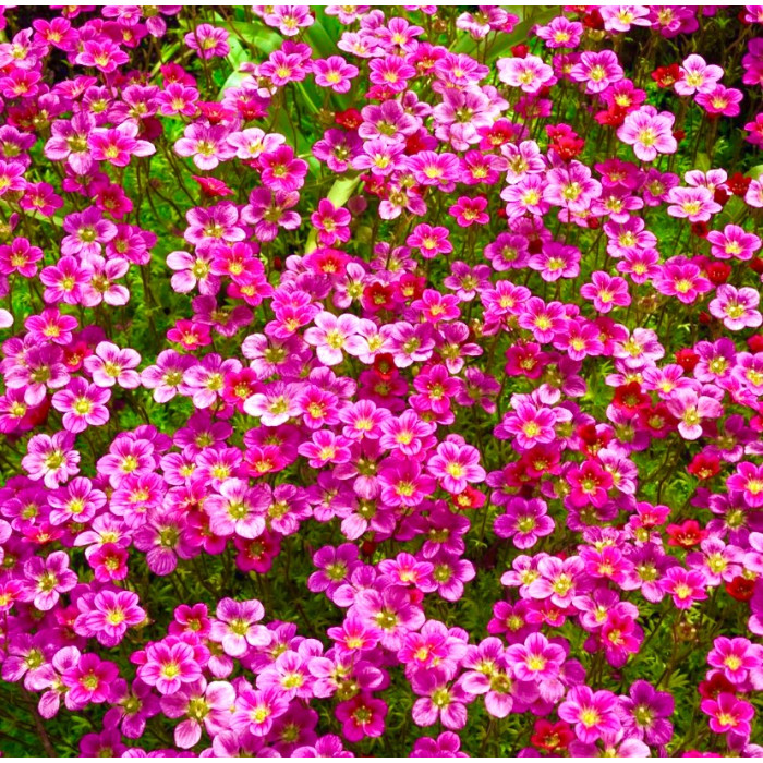 Фото Ломикамінь Пурпурний Килим