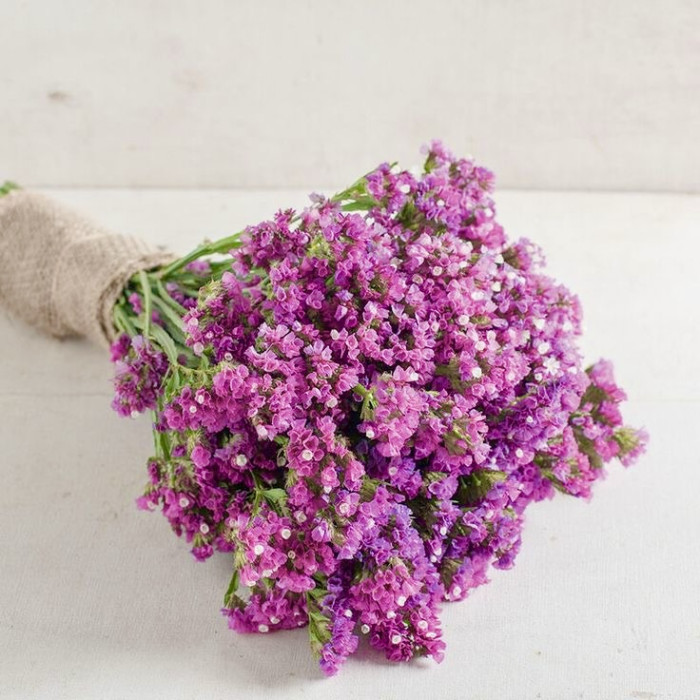 Фото Кермек Хипстер Роуз (Hipster Rose), №3