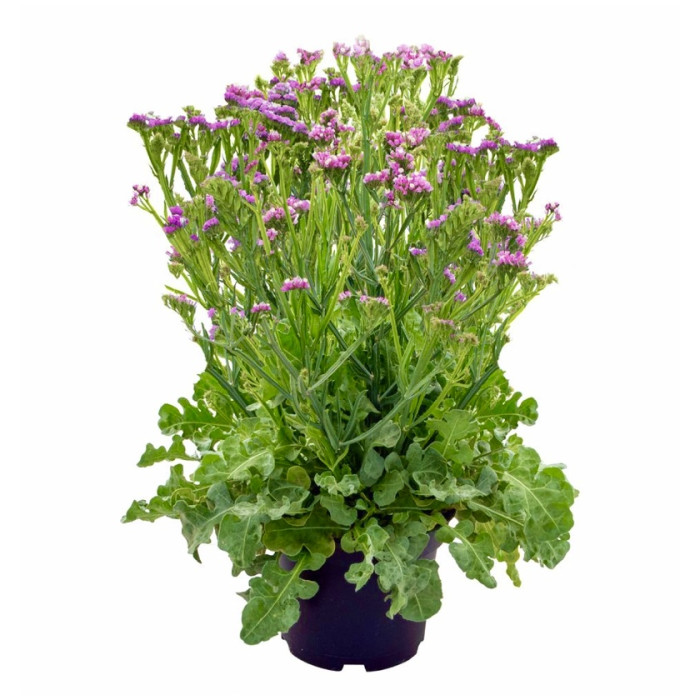 Фото Кермек Хипстер Роуз (Hipster Rose), №1