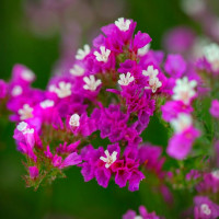 Кермек Хипстер Роуз (Hipster Rose)