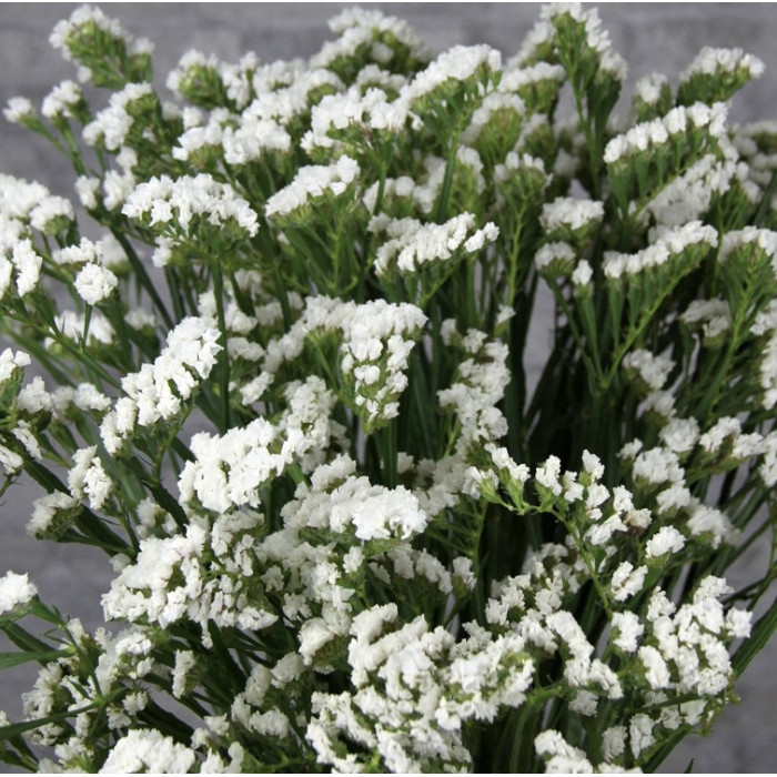 Фото Кермек Хипстер Вайт (Hipster White), №2