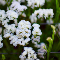 Кермек Хипстер Вайт (Hipster White)