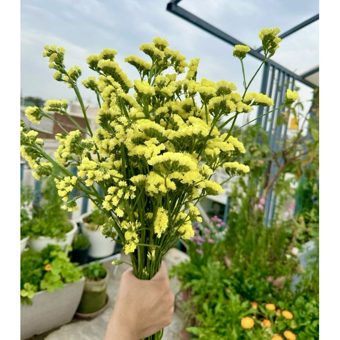 Фото Кермек Хипстер Еллоу (Hipster Yellow), №2